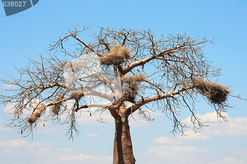 Image of Baobab crown with big nests