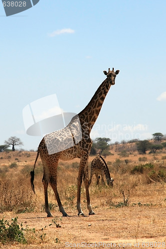 Image of Giraffe in plain savanna