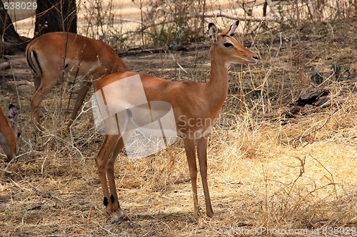 Image of female antelope 