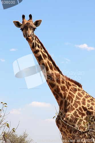 Image of Giraffe on sky