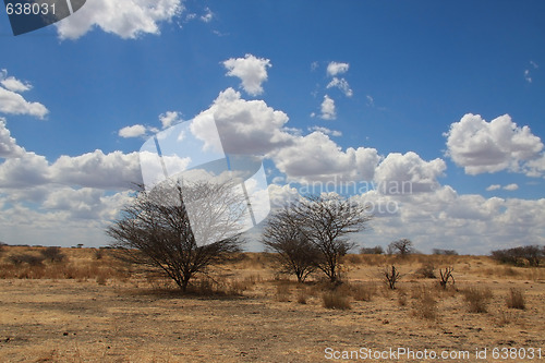 Image of African landscape. Two bushes in savanna