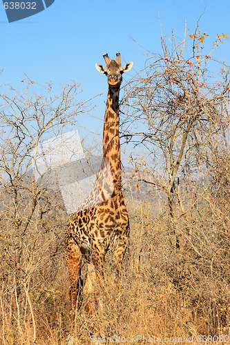 Image of Giraffe in bush