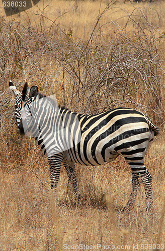Image of Zebra in bush