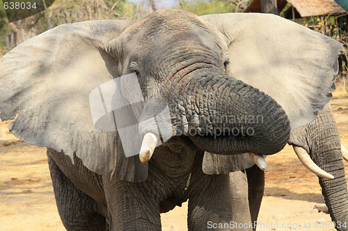 Image of Elephant drinking