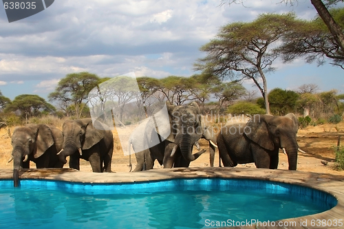 Image of Elefants around swimming pool