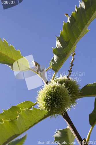 Image of chestnut