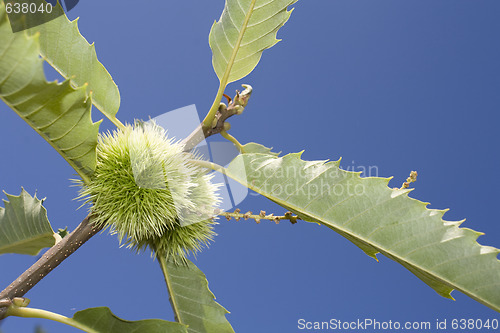 Image of chestnut