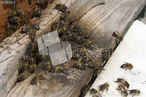 Image of bees