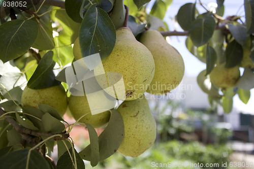 Image of pear