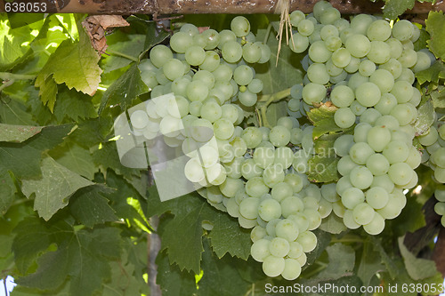 Image of grapes