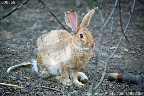 Image of rabbit