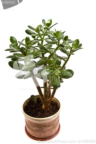 Image of Crassula arborescens