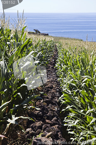 Image of Stone wall in corn field 