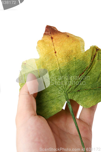 Image of Leaf in a man hand.