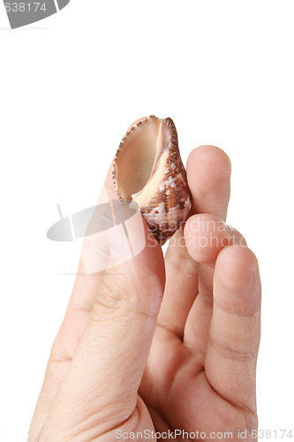 Image of Shell in a man hand.