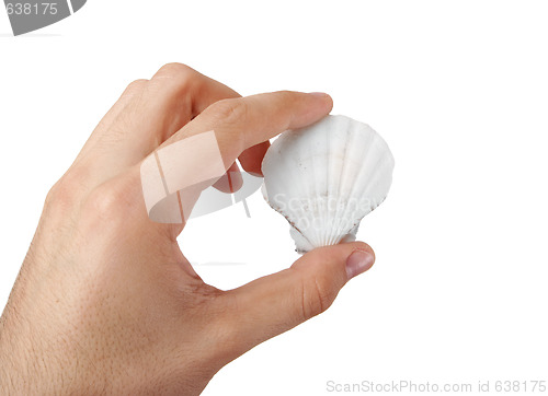 Image of Shell in a man hand.