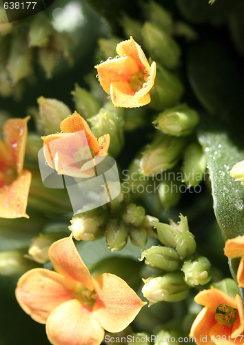 Image of Beautiful wild flower.