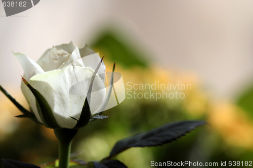 Image of White rose