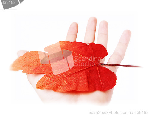 Image of Leaf in a man hand.