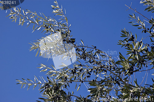 Image of Bunch of olives