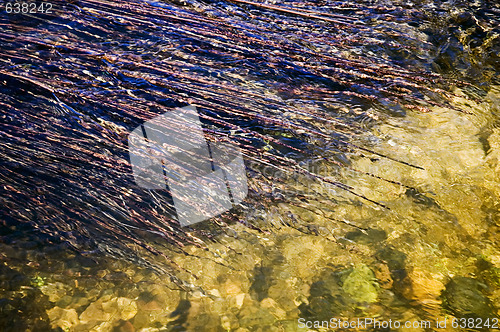 Image of Aquatic plants