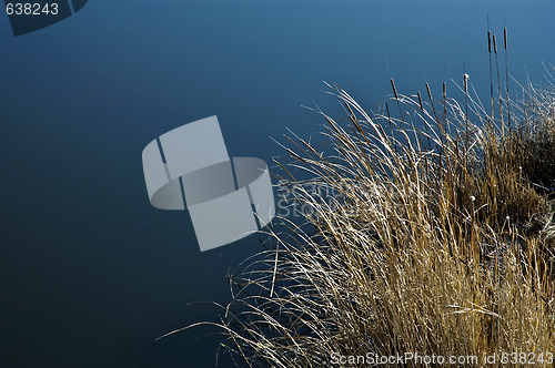 Image of Cattail grass