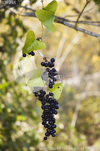 Image of Smilax berries
