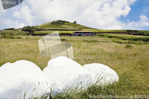 Image of Hay bales in Azores