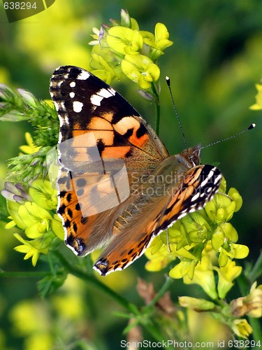 Image of butterfly