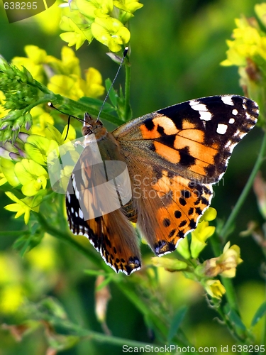 Image of butterfly