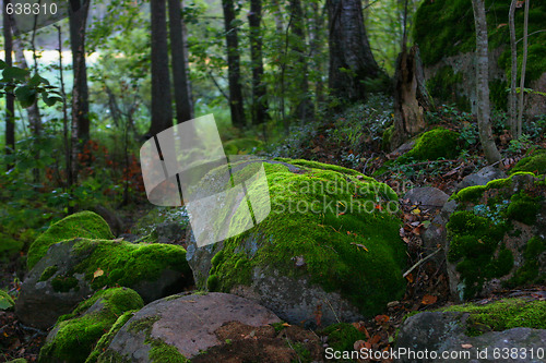 Image of moss on the stones