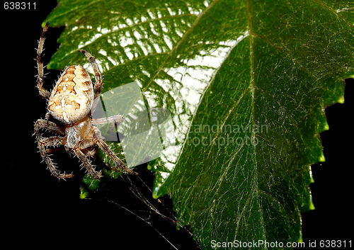 Image of Spider plaiting a web