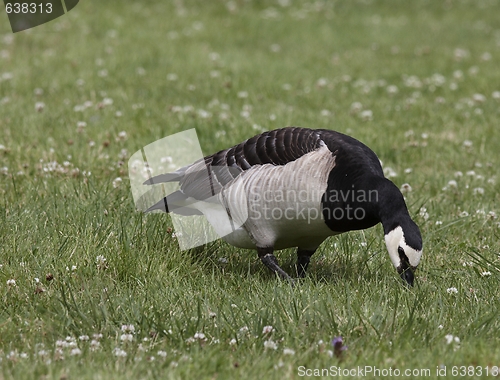 Image of Barnacle Goose.