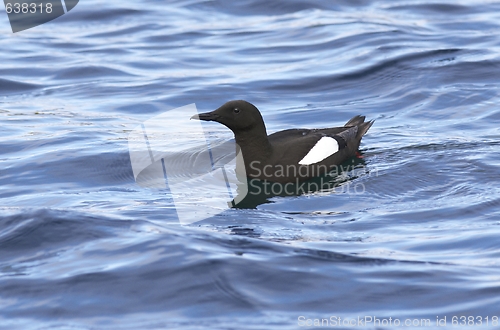 Image of Black Guillemot