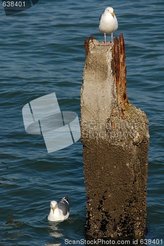 Image of Seagulls & piling