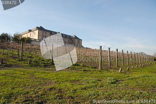 Image of Vineyard