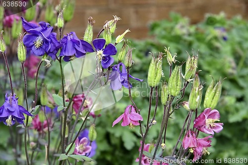 Image of aquiliegia going to seed