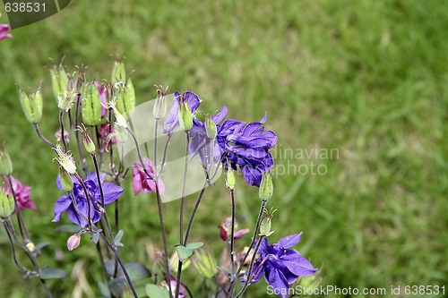 Image of aquiliegia going to seed