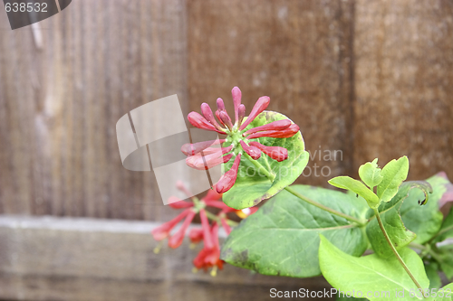 Image of honeysuckle