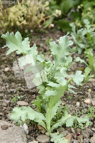 Image of young poppy plant