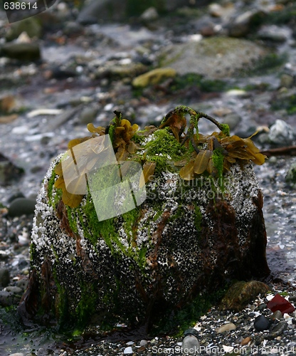 Image of Seaweed on a rock