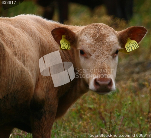 Image of Cow