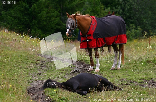 Image of Two horses