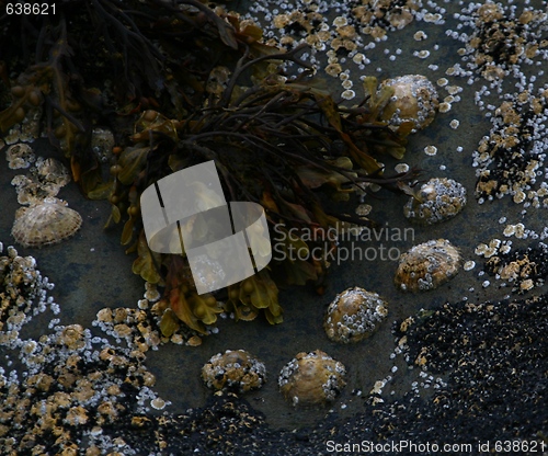 Image of Seaweed and shells