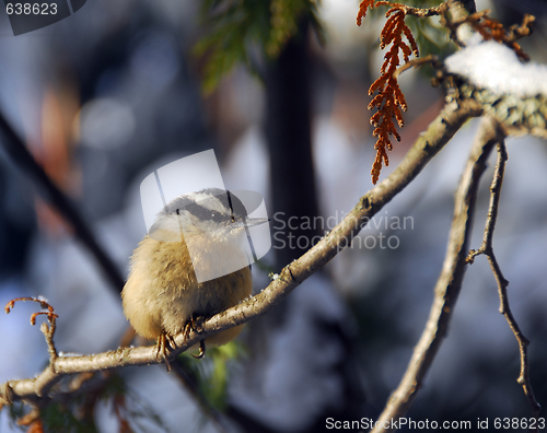 Image of Red-Breasted Nuthatch