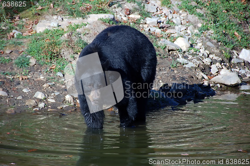 Image of American black bear