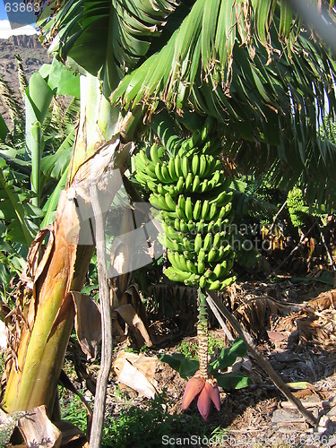 Image of Banana tree with bananas
