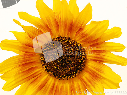 Image of sunflower