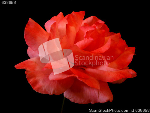 Image of rose