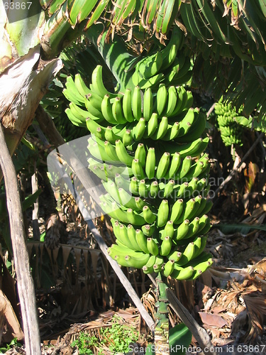 Image of Bananas on banana tree